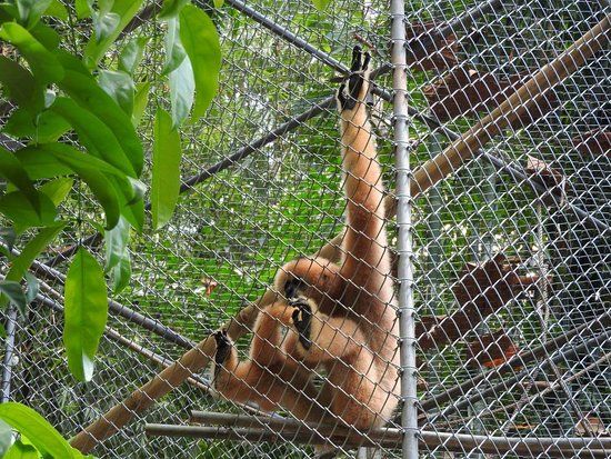 Gibbon Rehabilitation Project